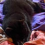 cat, black_cat, sleeping, blanket, clothes, cozy, pet, fur, resting, indoor, soft, relaxed, animal, comfort, texture, laying, closeup, domestic_cat, warm, pile
