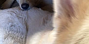 Indy. participe au concours pour gagner de l'argent avec cette photo : dog, indoor, pet, animal, fur, closeup, resting, light_color, ears, face, nose, floor, companion, cute, domestic, mammal, canine, relaxed, two_dogs, blurred_foreground