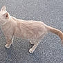 cat, animal, pet, feline, outdoor, pavement, fur, alert, standing, side_view, whiskers, tail, ears, mammal, street, daylight, walking, curious, nature, domestic
