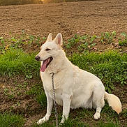 Olya a rejoint le concours — aidez-le/la à gagner de superbes lots ! animal, canine, cloudy_sky, daylight, dirt, dog, field, grass, happy, landscape, leash, nature, outdoor, pet, rural, sitting, sunset, tongue_out, tree, white_dog
