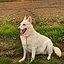 animal, canine, cloudy_sky, daylight, dirt, dog, field, grass, happy, landscape, leash, nature, outdoor, pet, rural, sitting, sunset, tongue_out, tree, white_dog