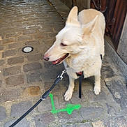 Olya a rejoint le concours — aidez-le/la à gagner de superbes lots ! dog, leash, cobblestone, alley, outdoor, pet, canine, side_view, walking, pavement, street, urban, daylight, animal, fur, quiet, narrow_path, background, brown, gray