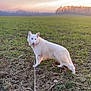 dog, white_dog, leash, field, grass, sunset, sky, outdoor, nature, animal, pet, walking, canine, rural, landscape, sunlight, tongue, looking_back, daylight, playful