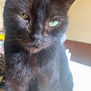 Muscade a rejoint le concours — aidez-le/la à gagner de superbes lots ! animal, black_cat, cat, close_up, cute, domestic_cat, ears, feline, fur, green_eyes, house, indoor, looking, mammal, natural_light, pet, portrait, sitting, table, whiskers