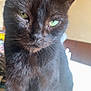animal, black_cat, cat, close_up, cute, domestic_cat, ears, feline, fur, green_eyes, house, indoor, looking, mammal, natural_light, pet, portrait, sitting, table, whiskers