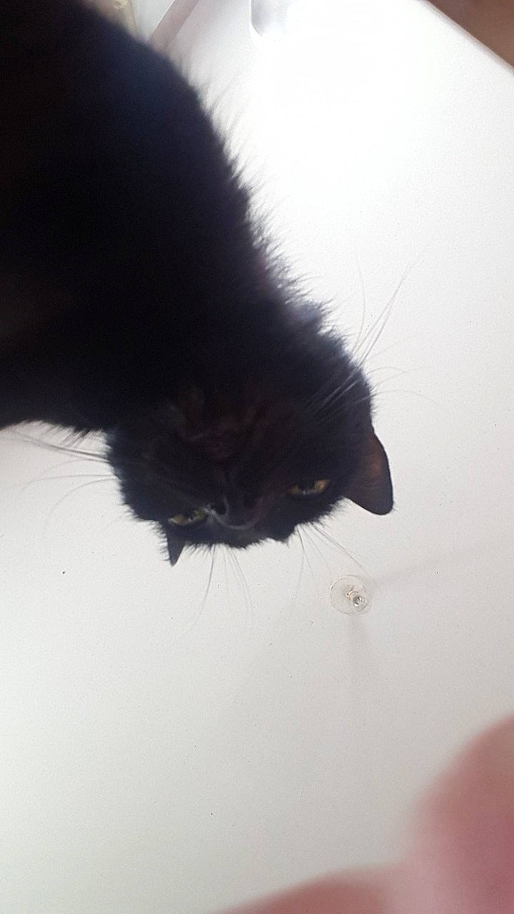 Muscade a rejoint le concours — aidez-le/la à gagner de superbes lots ! animal, black_cat, cat, ceiling, close_up, curious, domestic_cat, ears, eyes, feline, fur, head, indoor, light_fixture, looking_down, nose, pet, portrait, upside_down, whiskers