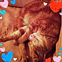 animal, blurred, brown_surface, cat, colorful_hearts, cozy, curled_up, cute, domestic_cat, feline, ginger_cat, heart_graphics, indoor, love, pet, relaxed, resting, sleeping, soft, warm