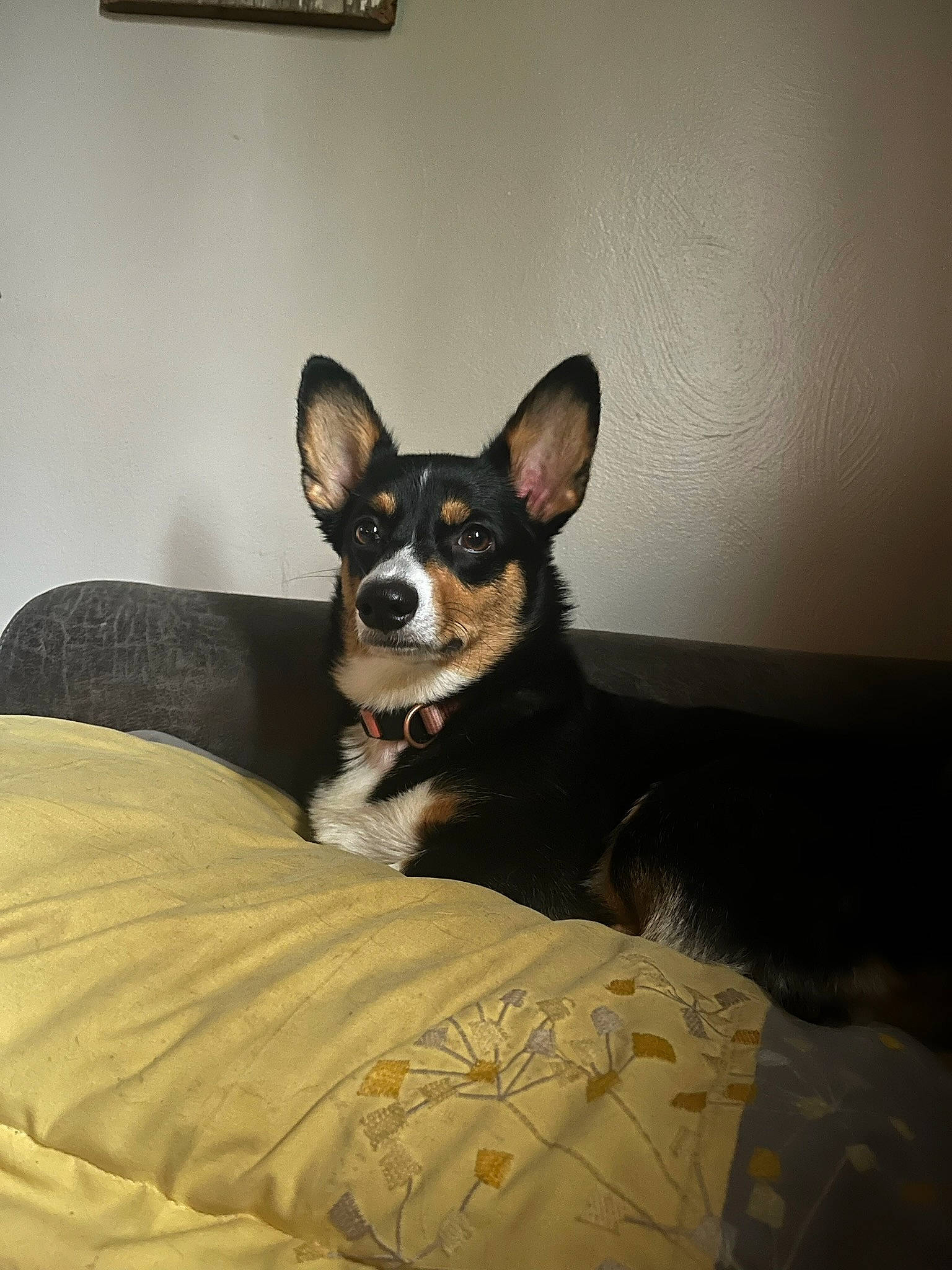 Flora joined the competition — help win amazing prizes! bed, bored, canidae, carnivore, comfort, companion_dog, dog, dog_breed, dog_supply, ear, fawn, fur, linens, paw, snout, sporting_group, terrestrial_animal, toy_dog, whiskers, working_animal