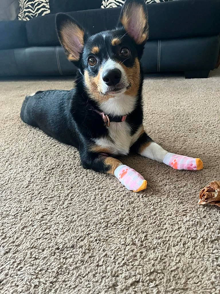 Flora is registered to the contest to win money with this photo: asphalt, carnivore, companion_dog, couch, dog, dog_breed, dog_supply, flooring, foot, fur, grass, human_leg, paw, plant, road_surface, snout, tail, toy_dog, whiskers, working_animal