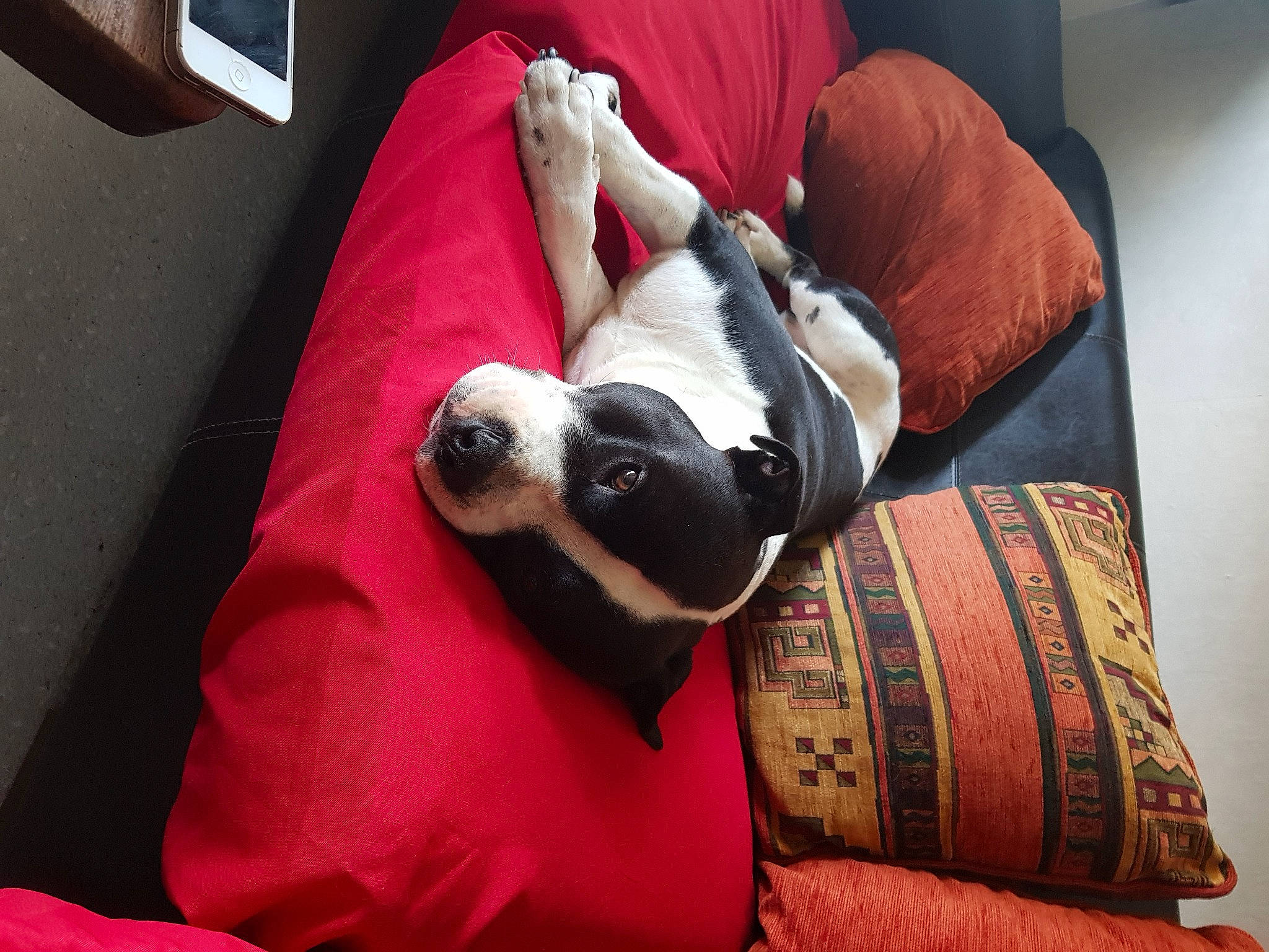 Marco participe au concours pour gagner de l'argent avec cette photo : bag, canidae, carmine, carnivore, comfort, companion_dog, couch, dog, dog_breed, dog_supply, fawn, fur, linens, nap, room, snout, sporting_group, textile, throw_pillow, working_animal