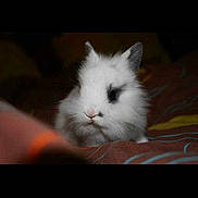 Kiwi a rejoint le concours — aidez-le/la à gagner de superbes lots !