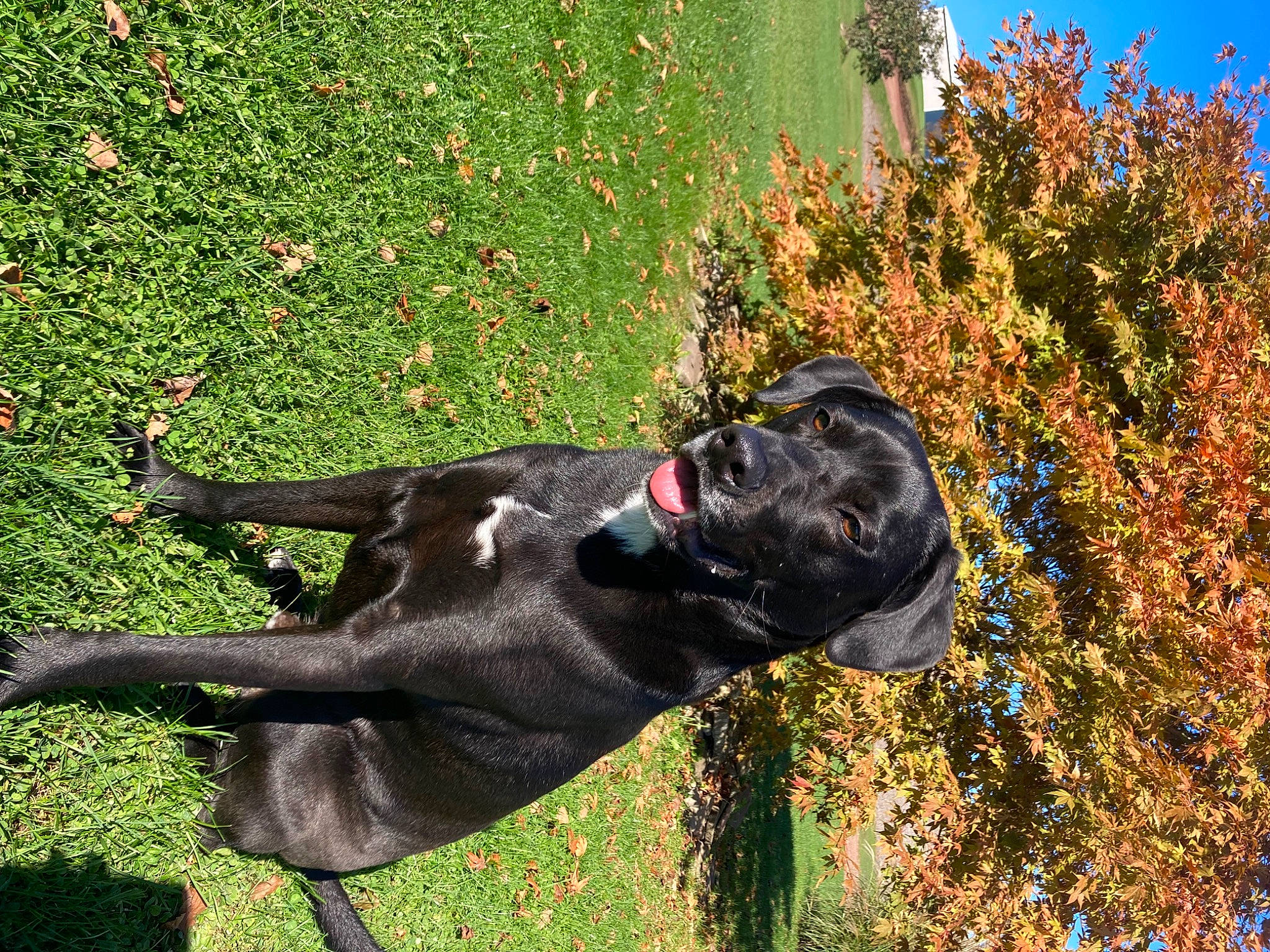 Dozer joined the competition — help win amazing prizes! art, botany, carnivore, dog, dog_breed, fawn, gesture, grass, grass_family, groundcover, people_in_nature, plant, sculpture, shrub, sky, snout, sporting_group, tail, tree, working_animal