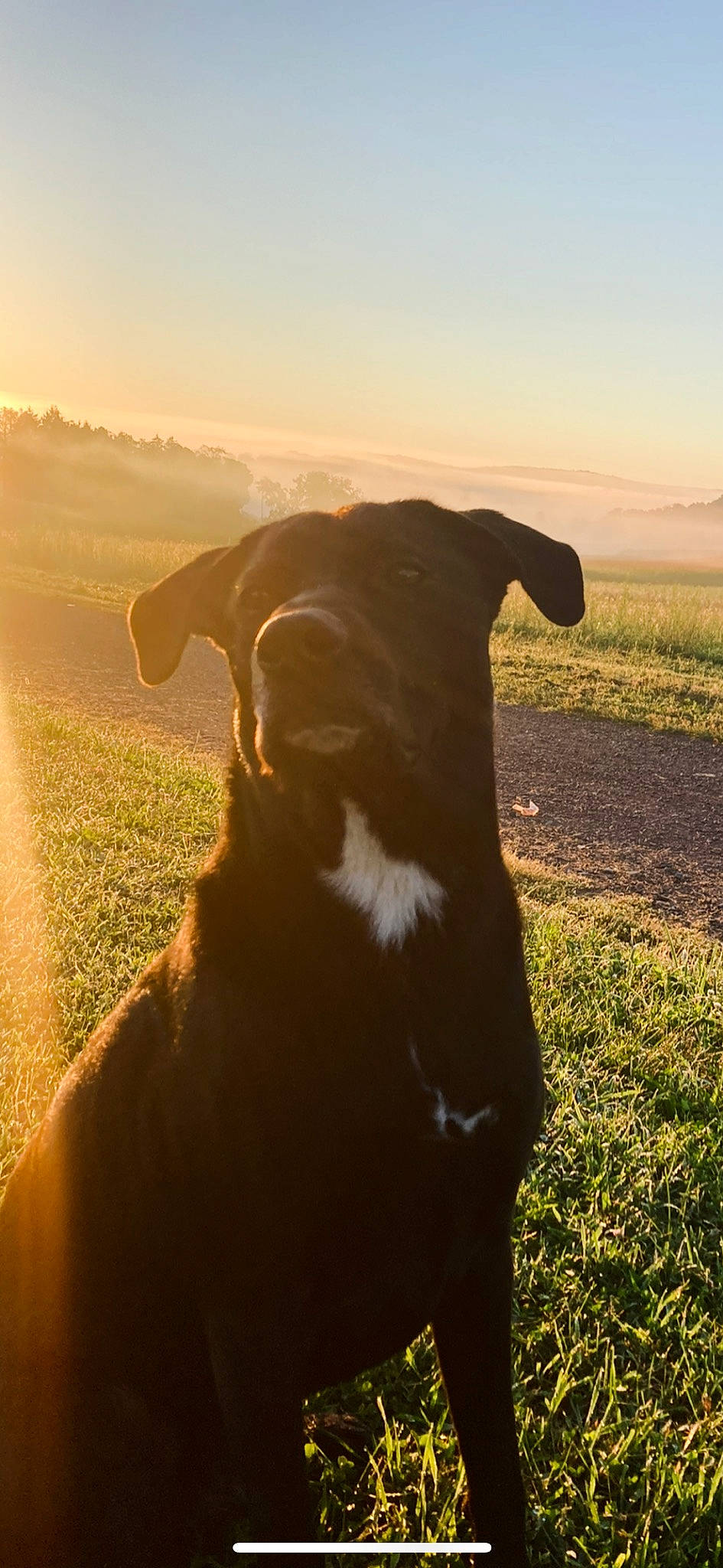 Dozer is registered to the contest to win money with this photo: agriculture, carnivore, companion_dog, dairy_cow, dog, dog_breed, fawn, field, grass, grassland, horizon, landscape, plant, rural_area, sky, snout, sunrise, sunset, tints_and_shades, working_animal