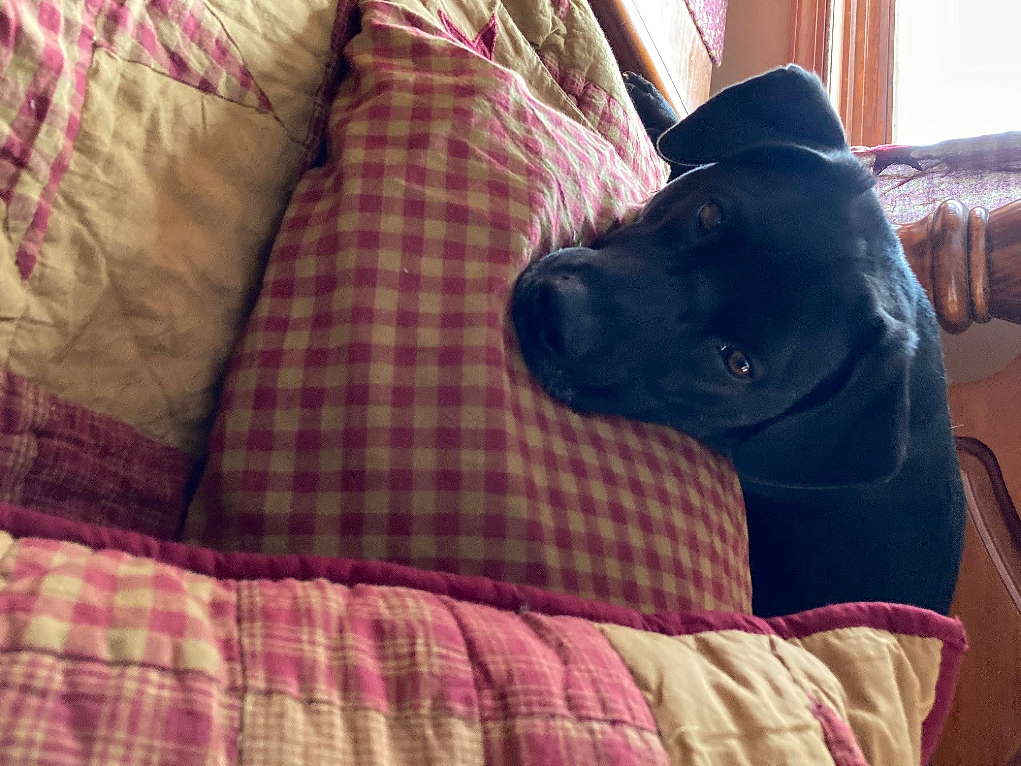 Dozer is registered to the contest to win money with this photo: borador, canidae, carnivore, comfort, companion_dog, couch, dog, dog_breed, fawn, fur, guard_dog, linens, pattern, plaid, snout, sporting_group, tartan, tints_and_shades, wood, working_animal