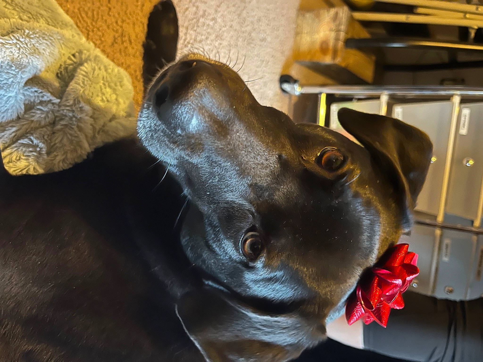 Dozer is registered to the contest to win money with this photo: art, artifact, canidae, carnivore, dog, dog_breed, ear, fashion_accessory, fawn, hat, helmet, jaw, liver, personal_protective_equipment, sculpture, snout, sporting_group, statue, whiskers, working_animal