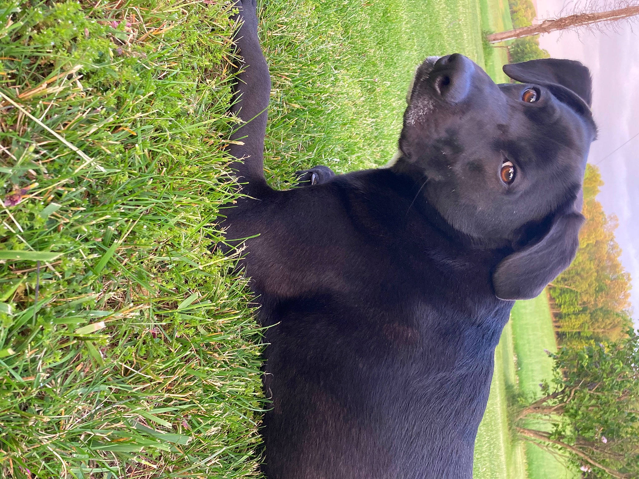 Dozer joined the competition — help win amazing prizes! borador, canidae, carnivore, collar, companion_dog, dog, dog_breed, fawn, fur, grass, groundcover, plant, shadow, snout, sporting_group, tail, terrestrial_animal, wildlife, working_animal, working_dog