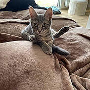 Grisou a rejoint le concours — aidez-le/la à gagner de superbes lots ! cat, kitten, tabby, animal, pet, whiskers, ears, eyes, paws, raised_paw, sitting, blanket, bed, bedroom, indoors, window, natural_light, cozy, playful, portrait