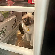 Pandora joined the competition — help win amazing prizes! brown, can, cat, collar, curious, cute, domestic, eyes, face, feline, food, indoor, kitten, pet, refrigerator, shelf, siamese, soda, white, yellow_bell
