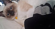 Pandora joined the competition — help win amazing prizes! animal, bed, blanket, blue_eyes, cat, closeup, comfort, cozy, curious, domestic, feline, fluffy, indoor, pet, relaxed, resting, siamese_cat, sleepy, soft, yellow_collar