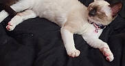 Pandora is registered to the contest to win money with this photo: cat, siamese_cat, sleeping, pet, animal, paw, blanket, bed, resting, fur, collar, pink_paw, domestic_animal, indoor, relaxation, hand, ring, yellow_object, black_fabric, cozy