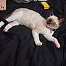 cat, siamese_cat, sleeping, pet, animal, paw, blanket, bed, resting, fur, collar, pink_paw, domestic_animal, indoor, relaxation, hand, ring, yellow_object, black_fabric, cozy
