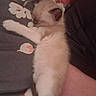 Pandora is registered to the contest to win money with this photo: kitten, sleeping, cat, fluffy, resting, cute, pet, animal, feline, paw, blanket, pattern, floral, cozy, relaxation, indoor, comfort, human_arm, closeup, peaceful