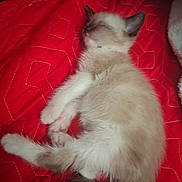 Pandora joined the competition — help win amazing prizes! kitten, sleeping, red_blanket, pet, animal, furry, cute, cozy, resting, domestic_cat, fluffy, young_animal, indoor, quiet, soft, adorable, peaceful, tail, paw, whiskers