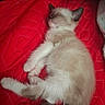 kitten, sleeping, red_blanket, pet, animal, furry, cute, cozy, resting, domestic_cat, fluffy, young_animal, indoor, quiet, soft, adorable, peaceful, tail, paw, whiskers