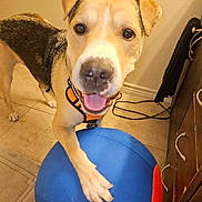 Bocephus joined the competition — help win amazing prizes! animal, ball, black, brown, cabinet, canine, collar, dog, floor, happy, indoor, leash, orange, paw, pet, playful, smiling, tile, tongue_out, wall