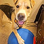 animal, ball, black, brown, cabinet, canine, collar, dog, floor, happy, indoor, leash, orange, paw, pet, playful, smiling, tile, tongue_out, wall