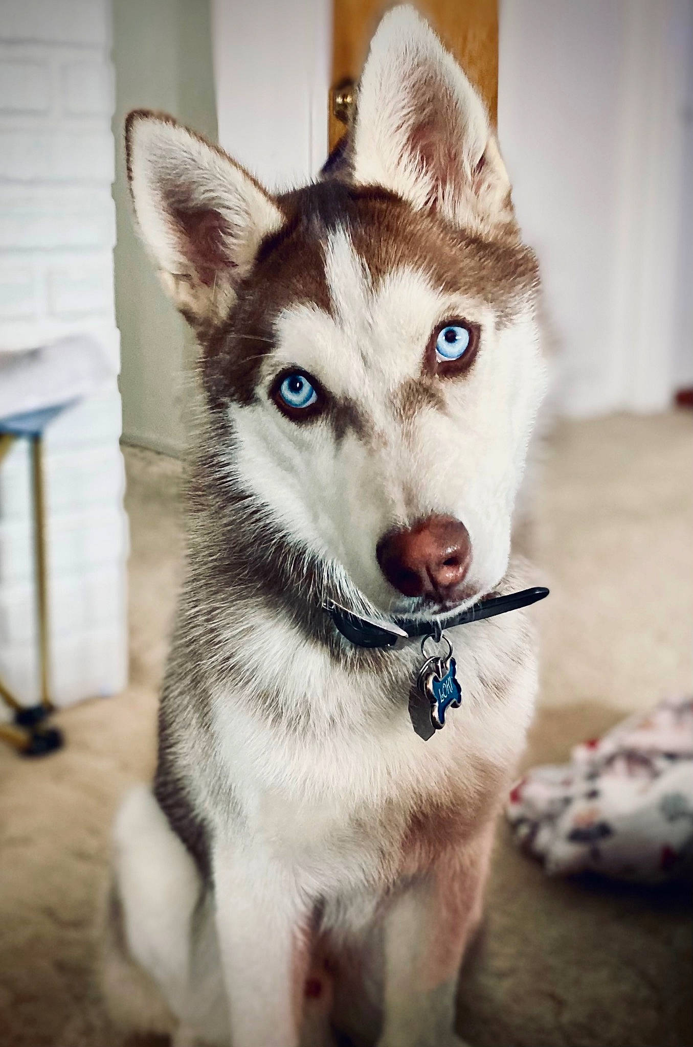 Loki joined the competition — help win amazing prizes! ancient_dog_breeds, canidae, canis, carnivore, collar, companion_dog, dog, dog_breed, dog_collar, east_european_shepherd, eye, fur, jaw, siberian_husky, sled_dog, snout, whiskers, wolf, working_animal, working_dog