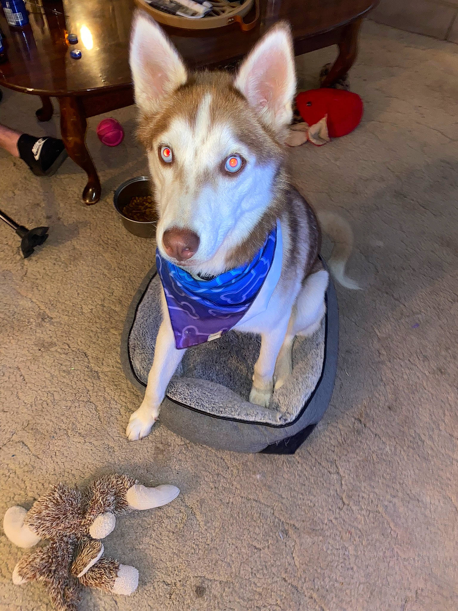 Loki is registered to the contest to win money with this photo: canidae, canis, carnivore, collar, companion_dog, dog, dog_breed, dog_supply, electric_blue, fang, fawn, fur, jaw, leash, non_sporting_group, sled_dog, sporting_group, whiskers, working_animal, working_dog