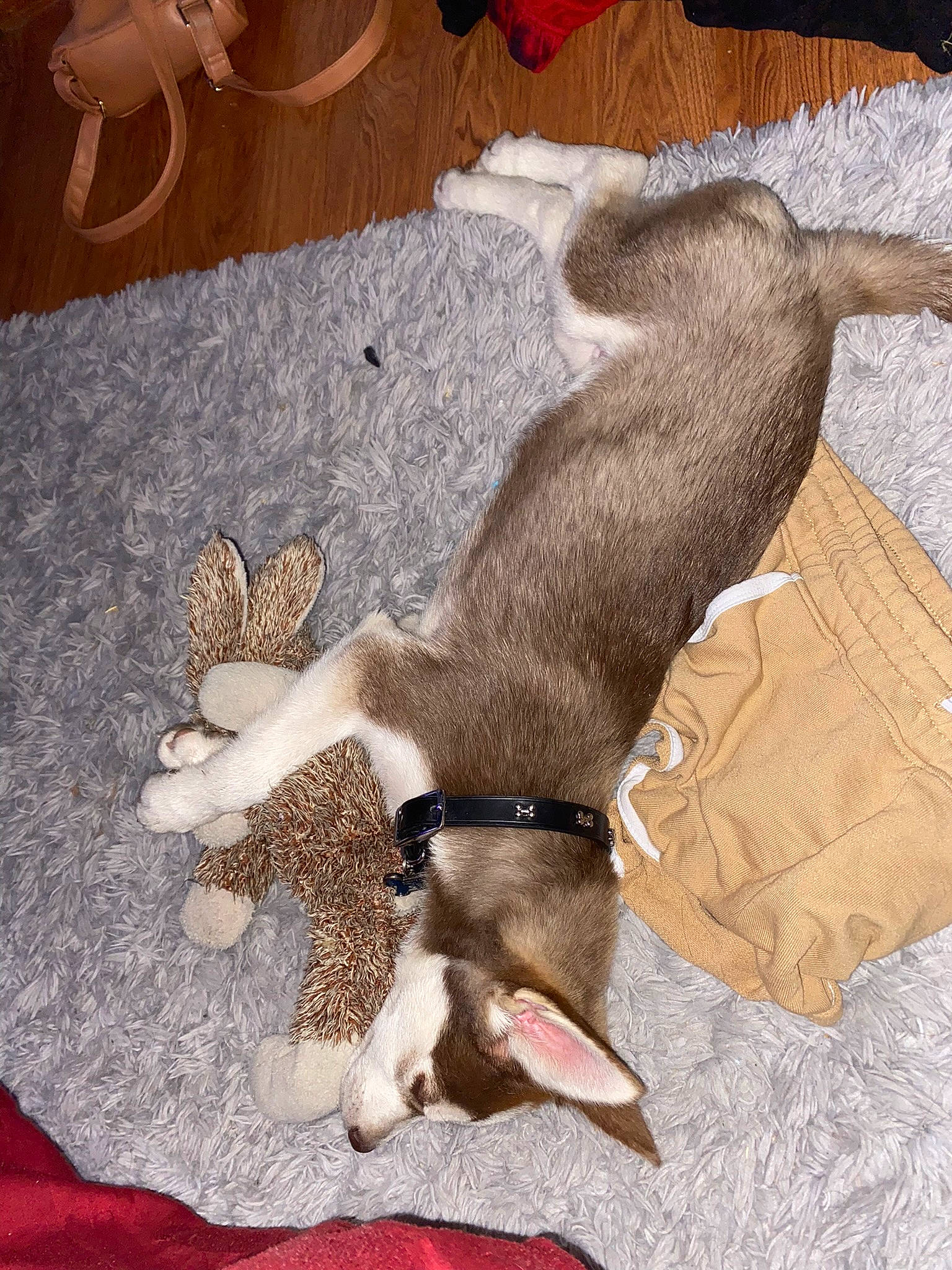 Loki is registered to the contest to win money with this photo: carnivore, collar, comfort, companion_dog, dog, dog_breed, dog_supply, fawn, flooring, hardwood, liver, pet_supply, sporting_group, tail, toy_dog, wood, working_animal