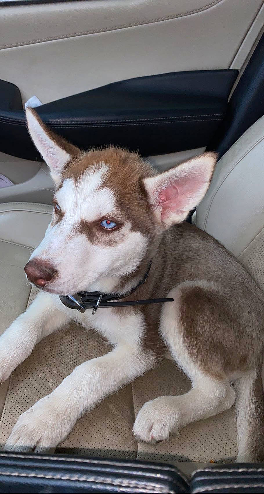 Loki is registered to the contest to win money with this photo: canidae, carnivore, collar, comfort, companion_dog, dog, dog_breed, dog_collar, dog_supply, fawn, fur, non_sporting_group, snout, sporting_group, tail, terrestrial_animal, whiskers, window, working_animal