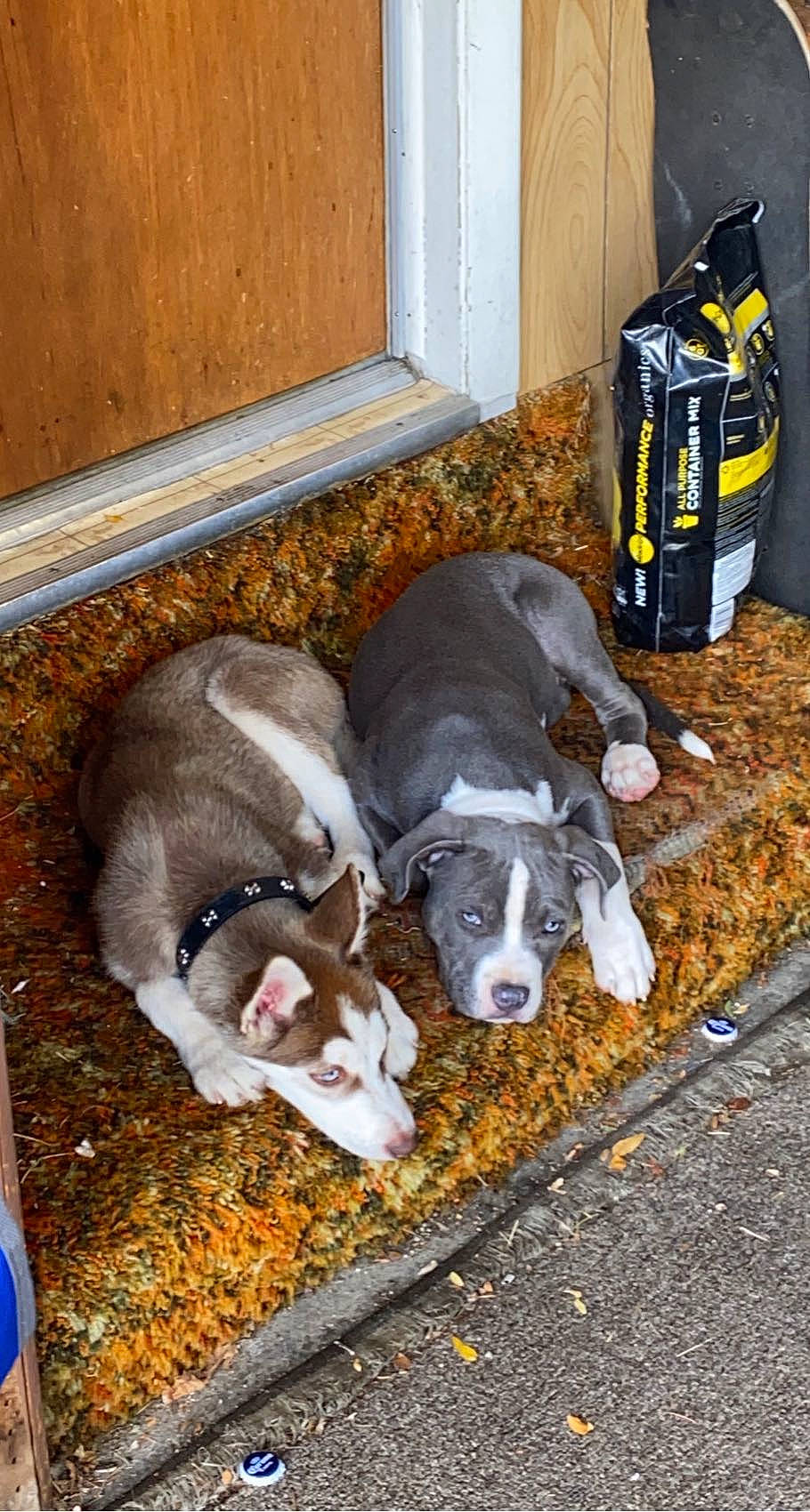 Loki is registered to the contest to win money with this photo: backpack, bag, canidae, carnivore, comfort, companion_dog, dog, dog_breed, fawn, flooring, hardwood, luggage_and_bags, non_sporting_group, pet_supply, snout, sporting_group, tail, terrestrial_animal, wood, working_animal