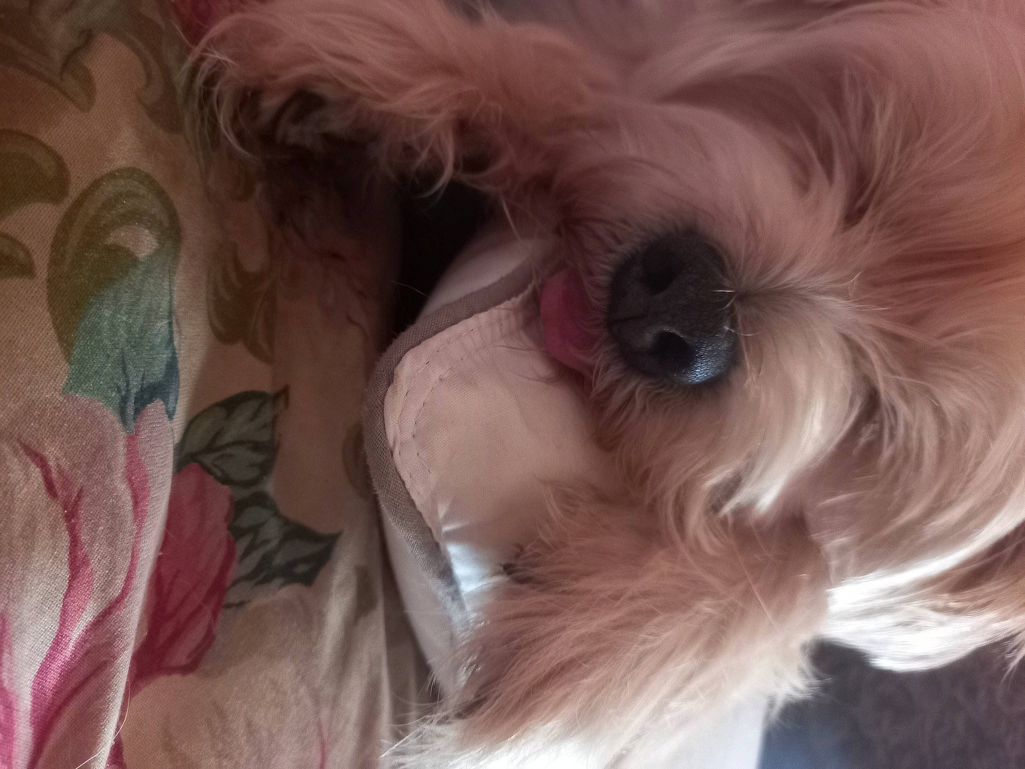 Bobo a rejoint le concours — aidez-le/la à gagner de superbes lots ! carnivore, close_up, companion_dog, dog, dog_breed, ear, eye, eyelash, fawn, fur, hair, iris, liver, small_terrier, snout, sporting_group, terrier, toy_dog, whiskers, working_animal