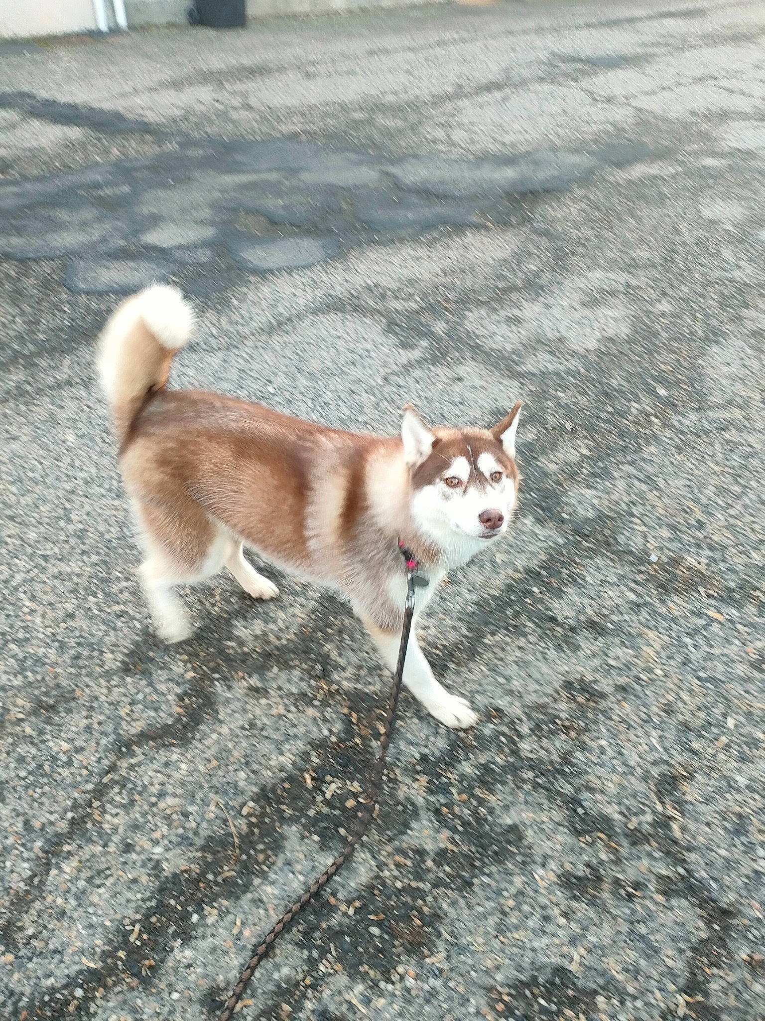 Unka a rejoint le concours — aidez-le/la à gagner de superbes lots ! asphalt, canidae, carnivore, companion_dog, dog, dog_breed, fawn, felidae, fur, grass, non_sporting_group, road, road_surface, shadow, small_to_medium_sized_cats, soil, sporting_group, tail, terrestrial_animal, whiskers