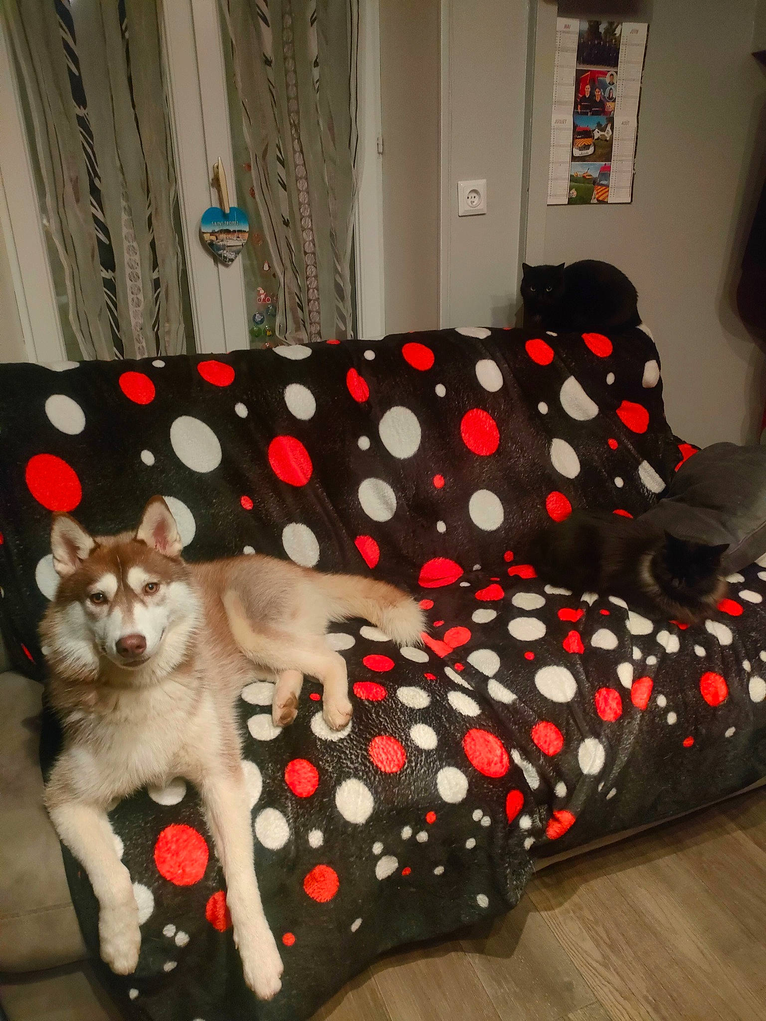 Unka participe au concours pour gagner de l'argent avec cette photo : bed_frame, carnivore, comfort, companion_dog, couch, fawn, felidae, flooring, grey, interior_design, linens, living_room, pattern, picture_frame, pillow, rectangle, studio_couch, table, textile, toy