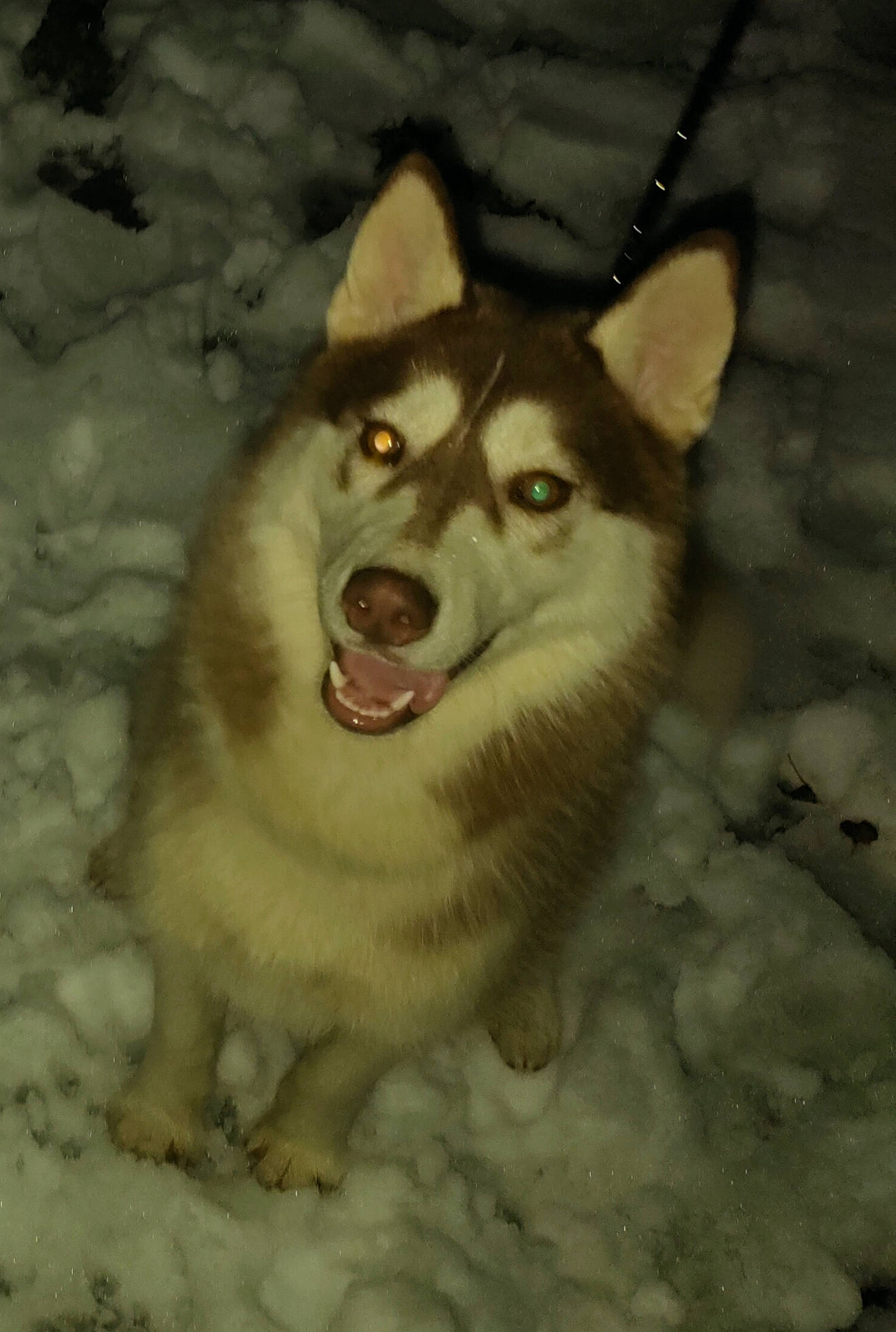 Unka participe au concours pour gagner de l'argent avec cette photo : canidae, canis, carnivore, companion_dog, dog, dog_breed, fang, freezing, fur, jaw, siberian_husky, sled_dog, snout, snow, sporting_group, terrestrial_animal, whiskers, winter, wolf, working_dog