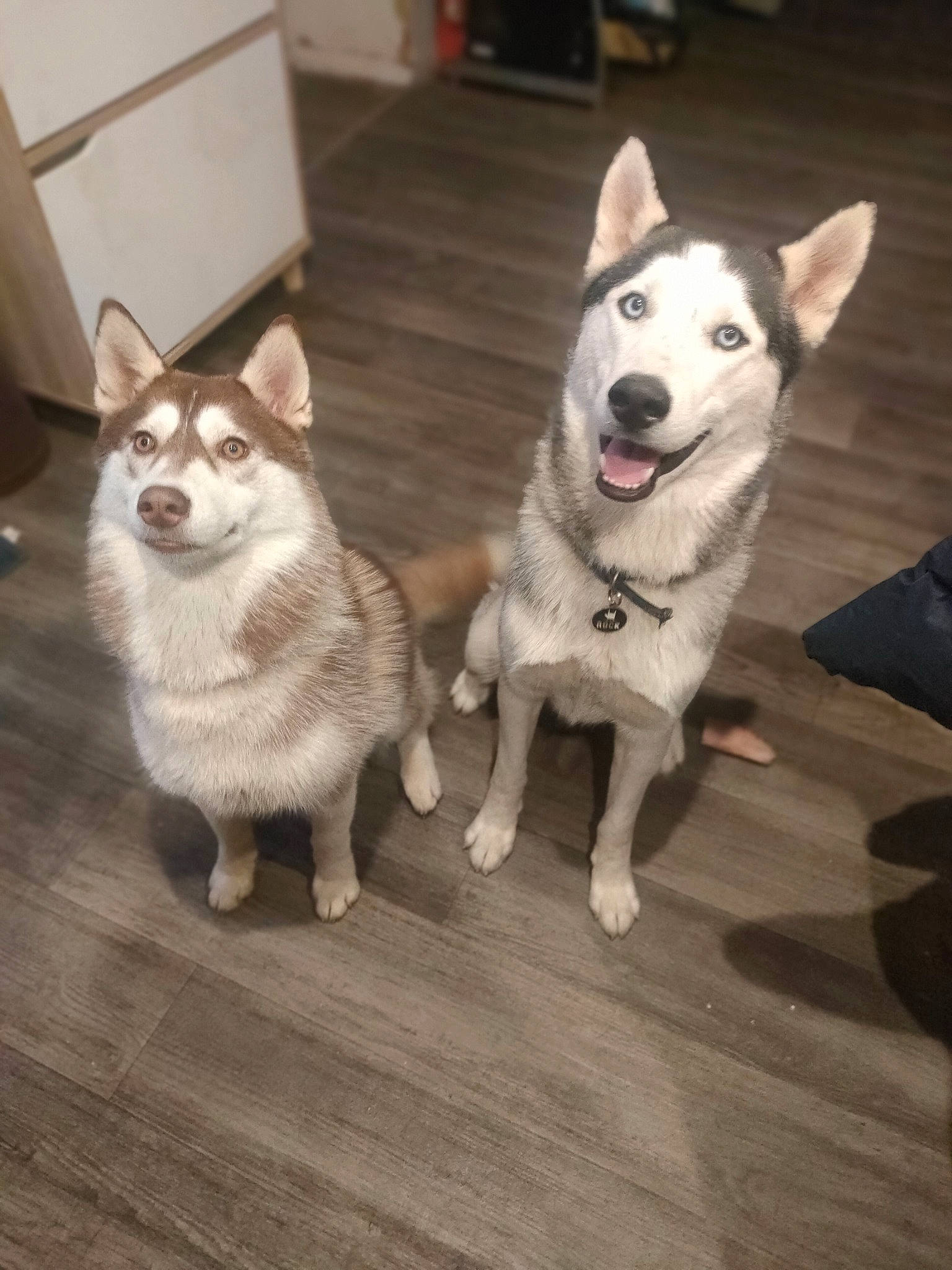 Yukio a rejoint le concours — aidez-le/la à gagner de superbes lots ! canidae, carnivore, companion_dog, dog, dog_breed, fawn, floor, flooring, fur, grey, hardwood, paw, siberian_husky, sled_dog, snout, sporting_group, tail, whiskers, wood, working_animal