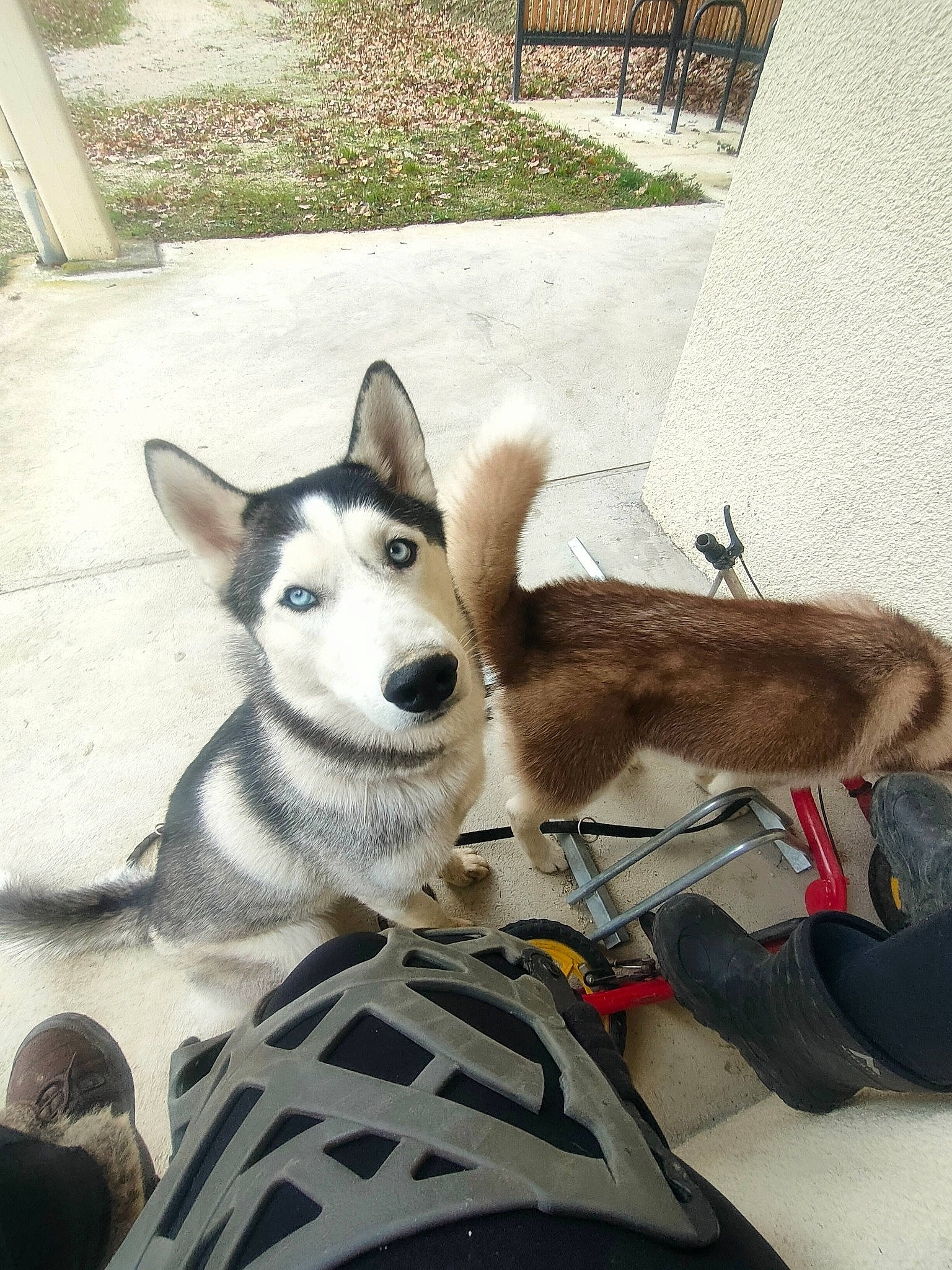 Yukio a rejoint le concours — aidez-le/la à gagner de superbes lots ! canidae, carnivore, collar, comfort, companion_dog, dog, dog_breed, dog_collar, dog_supply, fawn, fur, plant, recreation, siberian_husky, sled_dog, snout, sporting_group, tail, working_animal, working_dog