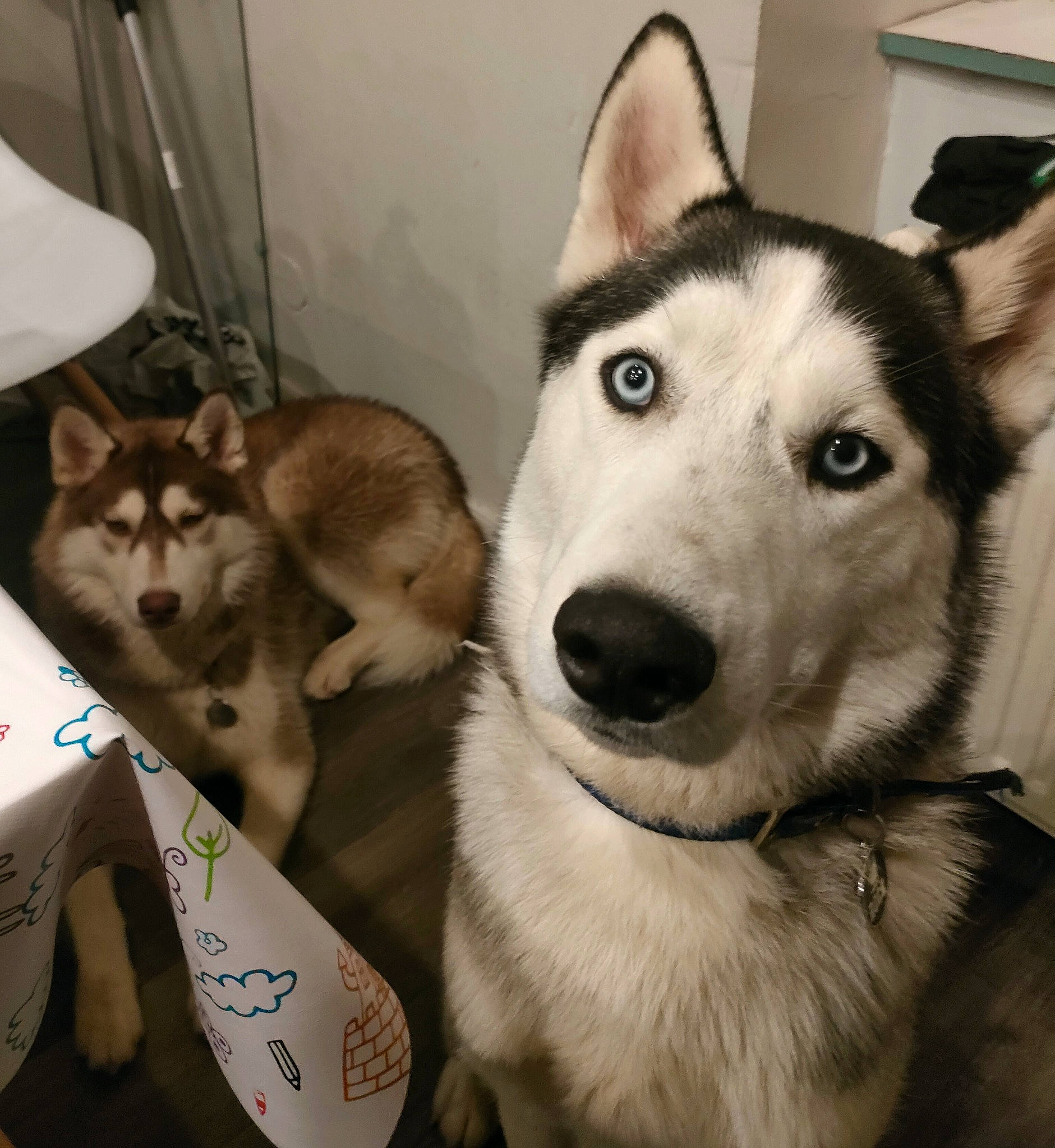 Yukio participe au concours pour gagner de l'argent avec cette photo : canidae, canis, carnivore, companion_dog, dog, dog_breed, east_european_shepherd, fur, head, jaw, paw, selfie, siberian_husky, sled_dog, snout, sporting_group, square, whiskers, working_animal, working_dog
