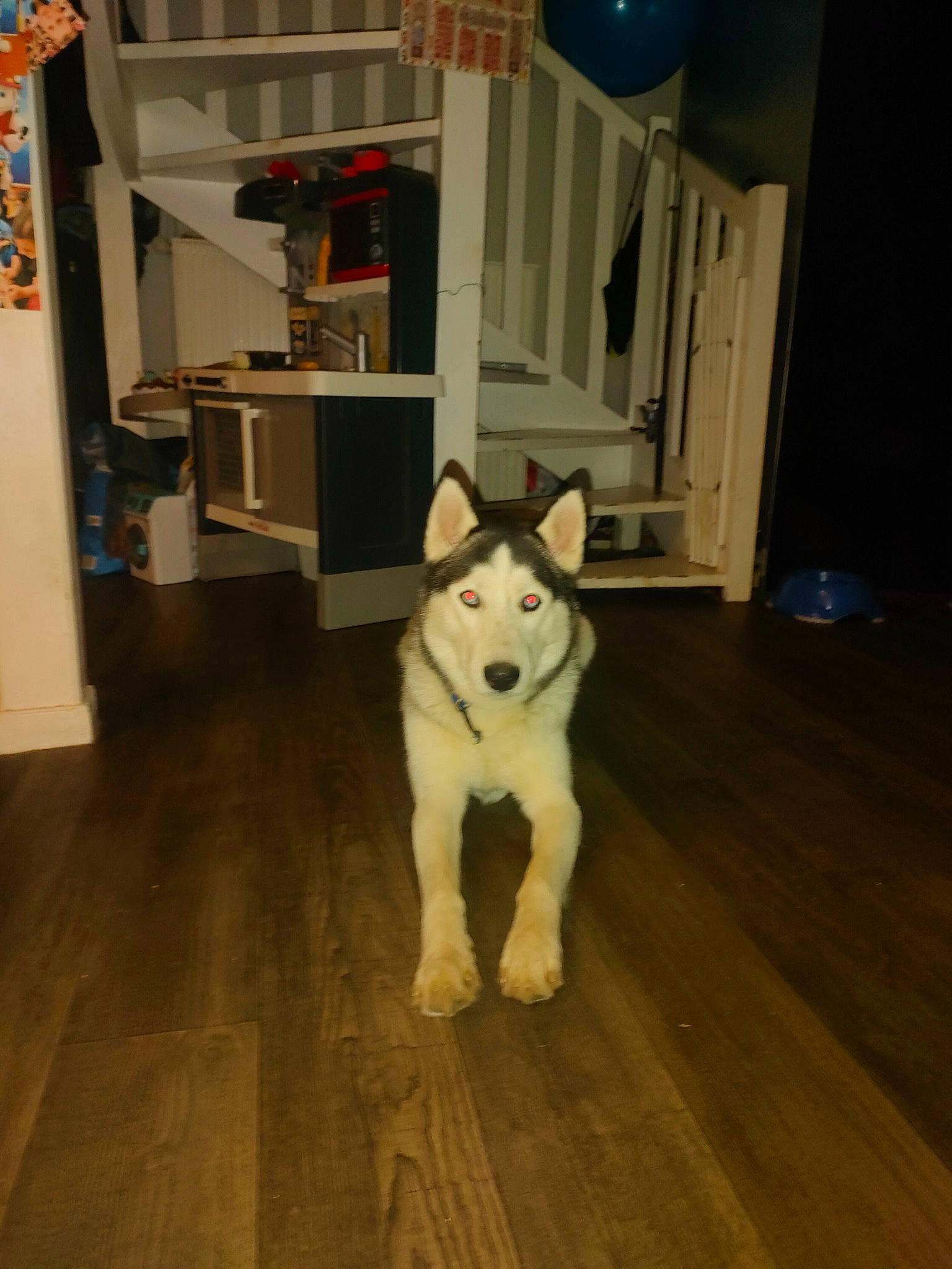 Yukio a rejoint le concours — aidez-le/la à gagner de superbes lots ! carnivore, companion_dog, dog, dog_breed, door, felidae, floor, flooring, fur, hardwood, laminate_flooring, room, shelf, siberian_husky, sled_dog, small_to_medium_sized_cats, tail, wood, wood_flooring, working_animal