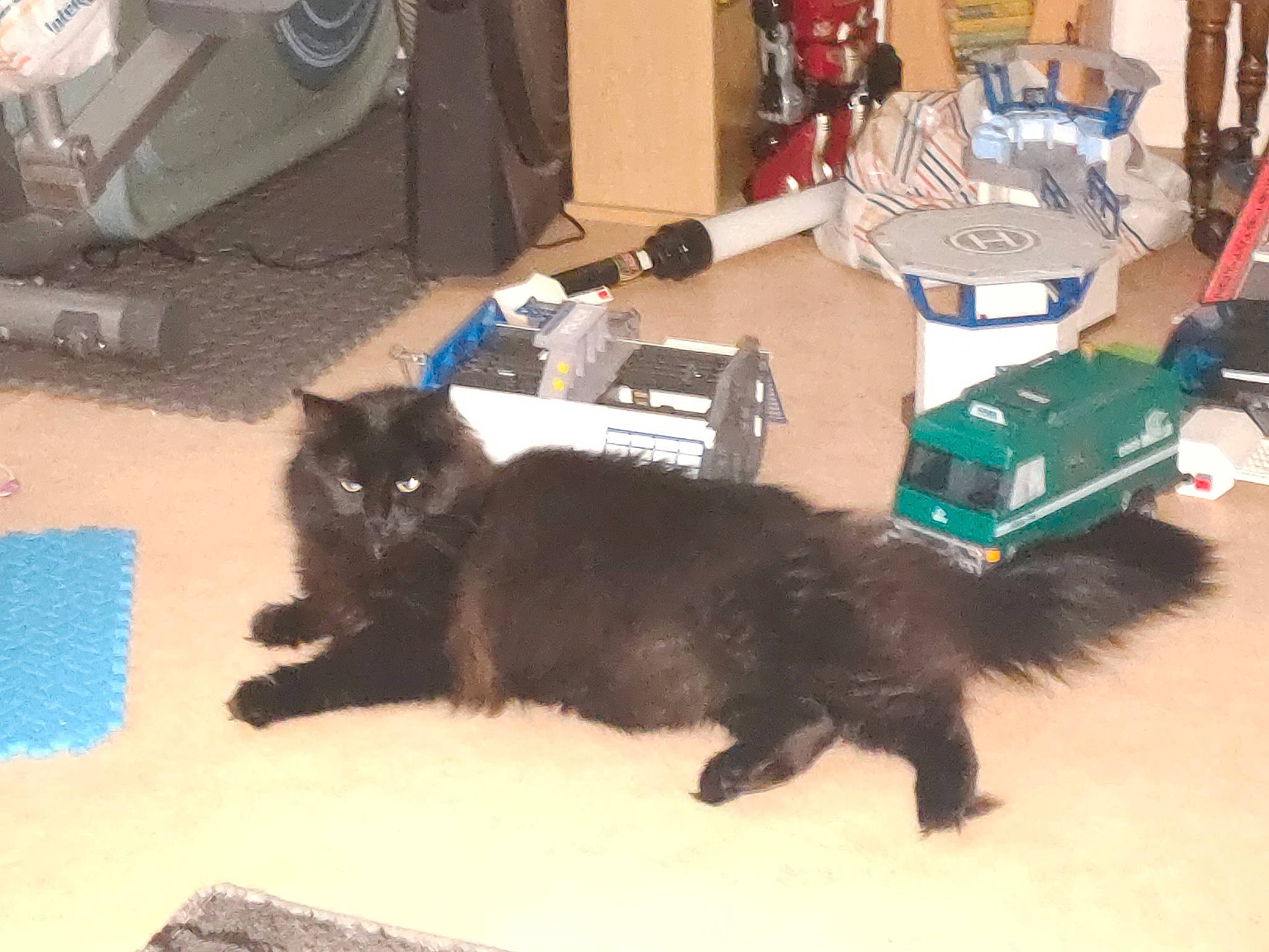 Sakura participe au concours pour gagner de l'argent avec cette photo : black_cat, bombay, box, canidae, carnivore, cat, claw, comfort, dog_breed, domestic_short_haired_cat, felidae, flooring, fur, hardwood, paw, shipping_box, small_to_medium_sized_cats, sporting_group, tail, whiskers