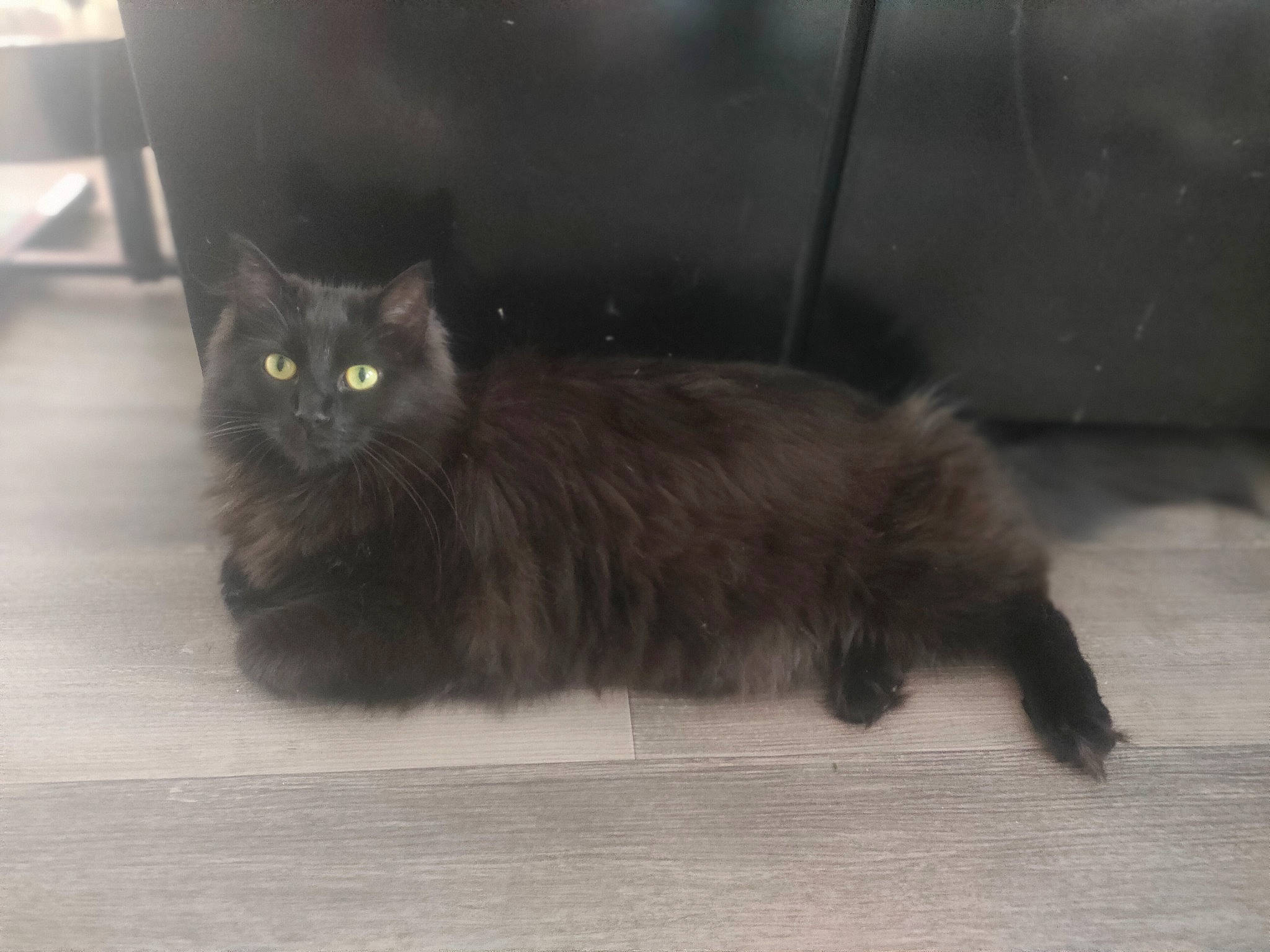 Sakura participe au concours pour gagner de l'argent avec cette photo : automotive_tire, black_cat, british_longhair, carnivore, cat, claw, domestic_short_haired_cat, fawn, felidae, flooring, fur, grey, paw, road_surface, sitting, small_to_medium_sized_cats, snout, tail, terrestrial_animal, whiskers