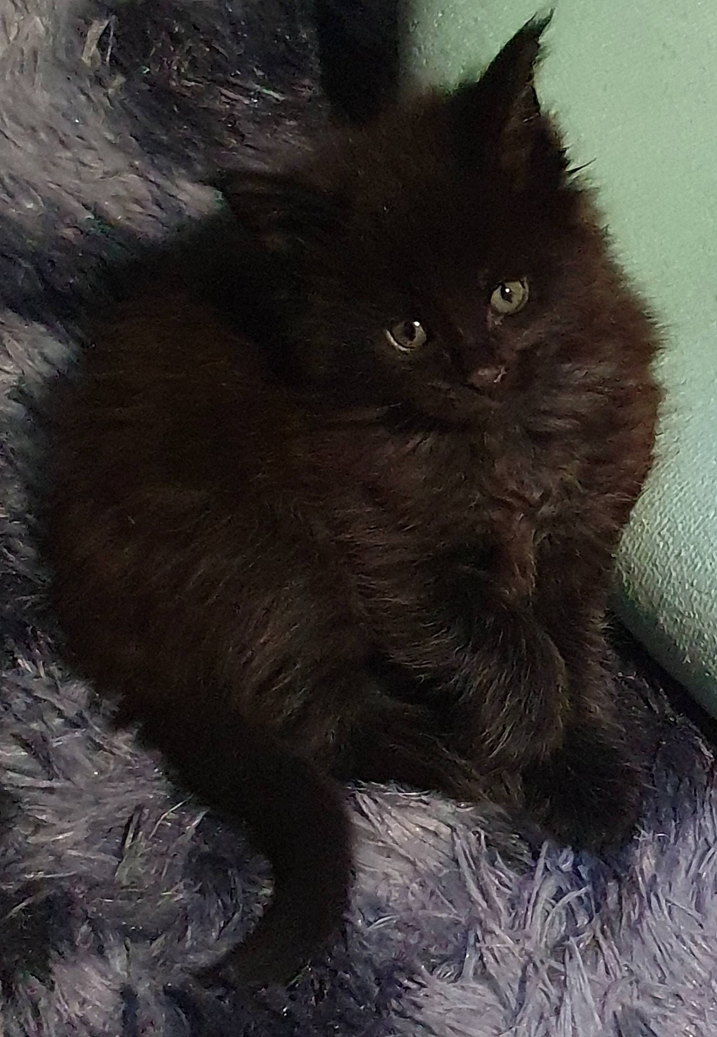 Venom De La Rose Eternelle