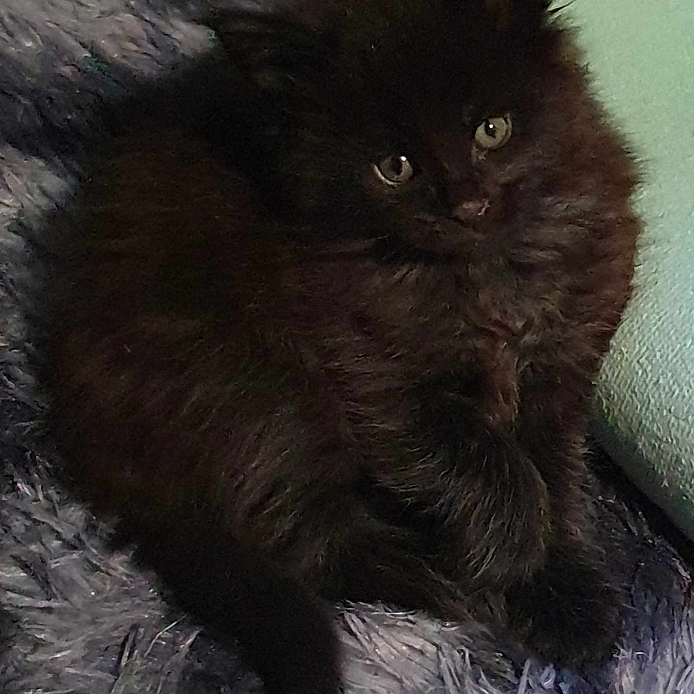 Venom De La Rose Eternelle