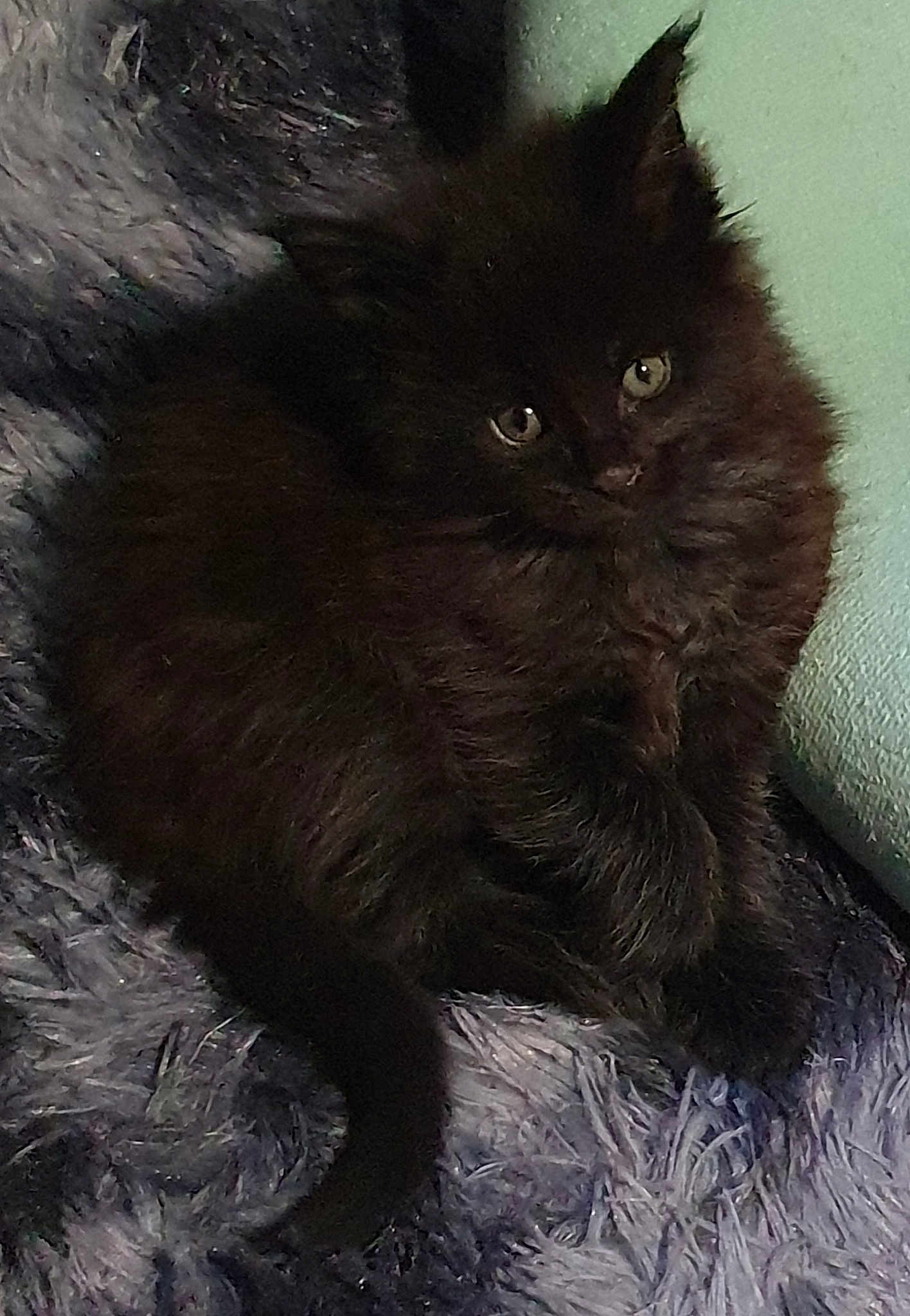 Venom De La Rose Eternelle