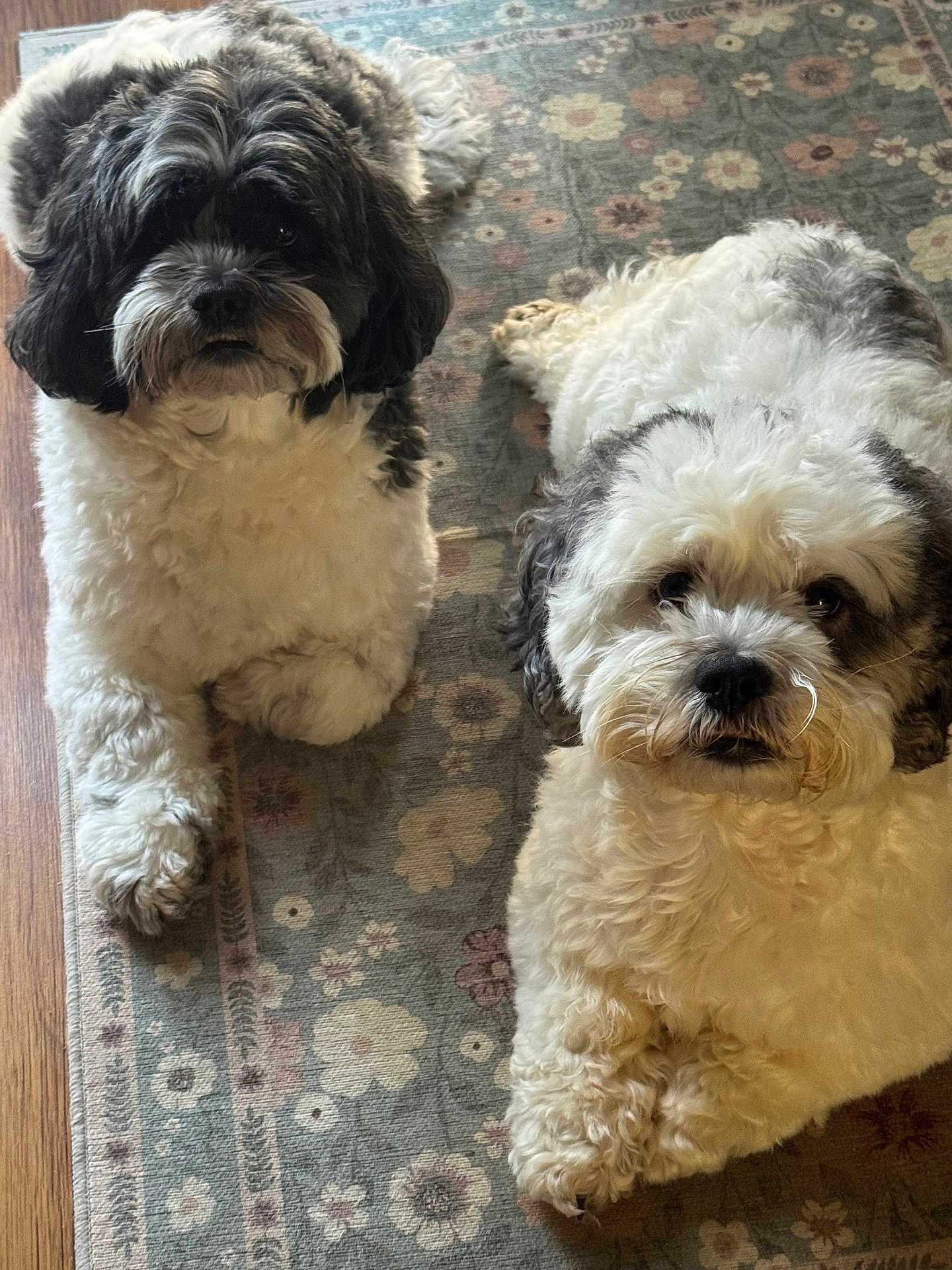 Brooklynn And Bianka is registered to the contest to win money with this photo: animal, canine, carpet, companion, cozy, curious, curly_fur, cute, dog, floor, fluffy, fur, home, indoor, light, looking_up, pets, portrait, resting, two_dogs