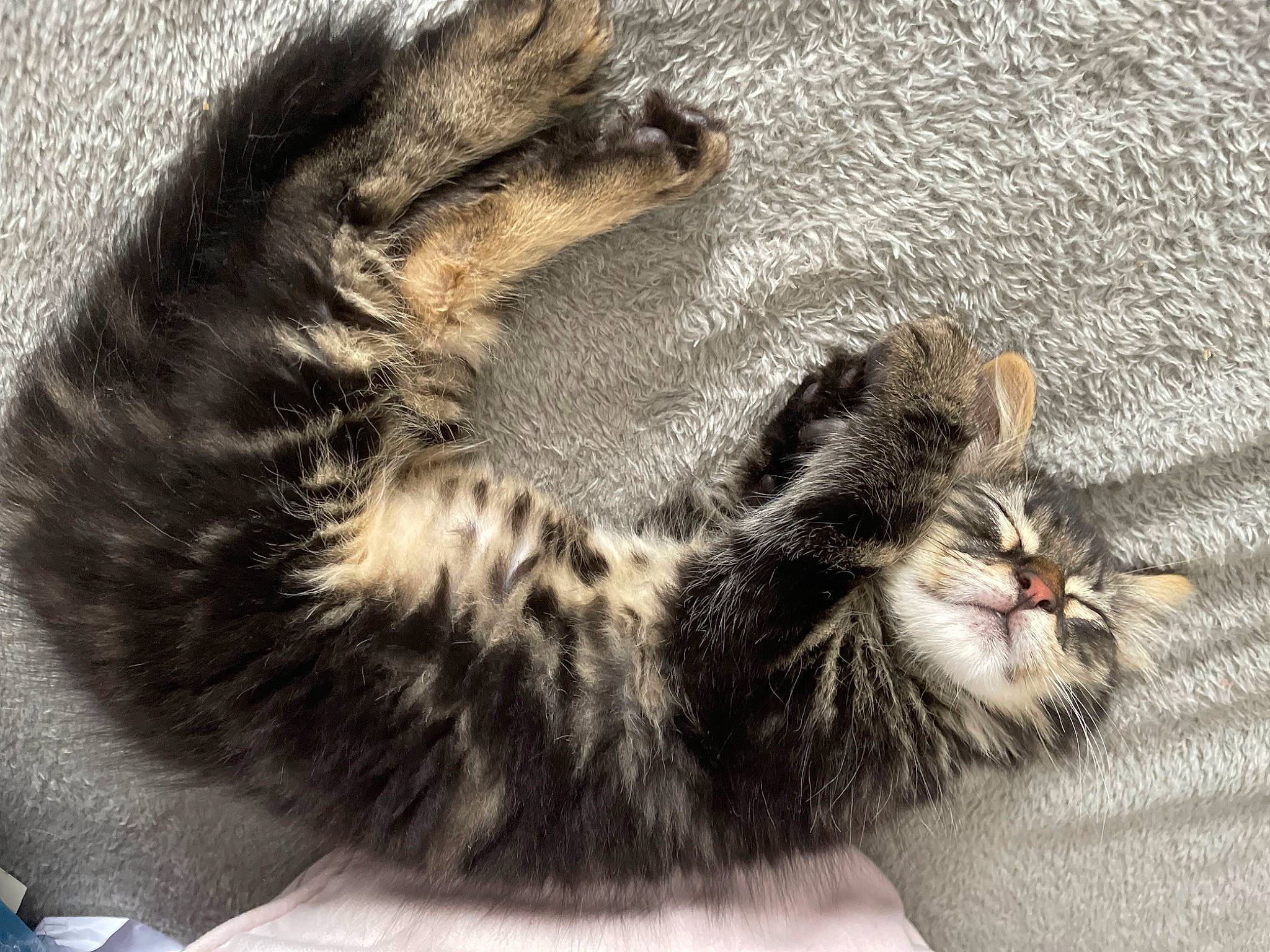 Mowgli participe au concours pour gagner de l'argent avec cette photo : carnivore, cat, claw, comfort, dog_breed, domestic_short_haired_cat, felidae, foot, fur, grey, nap, paw, sleep, small_to_medium_sized_cats, snout, tail, terrestrial_animal, toe, whiskers